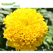 Garden indoesnisa Mayasia Sakata yellow flower planting Marigold seeds f1 hybrid